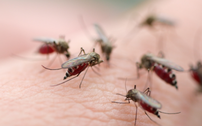 Tăng cường công tác phòng, chống dịch bệnh do muỗi truyền vì hiện tượng El Nino