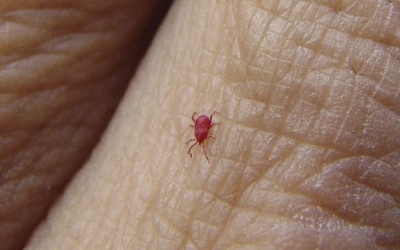 Mỹ phát hiện bọ đỏ mang mầm bệnh sốt mò chết người 