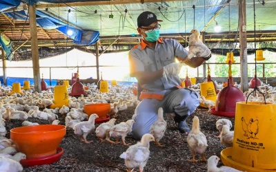 WHO: Cúm gia cầm gia tăng bất thường gây lo ngại cho con người