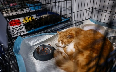 WHO: Ghi nhận số lượng lớn mèo nhiễm virus cúm gia cầm H5N1 ở Ba Lan