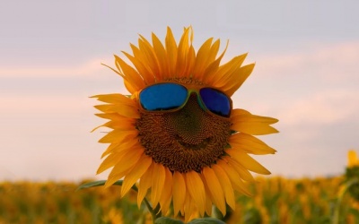 Tử vi thứ Sáu (21/7/2023): Bạch Dương nên giữ thái độ tích cực, lạc quan