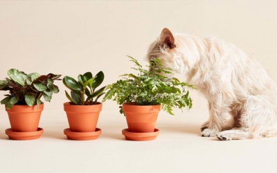 Infographic: 9 loại cây cảnh có thể gây hại cho thú cưng