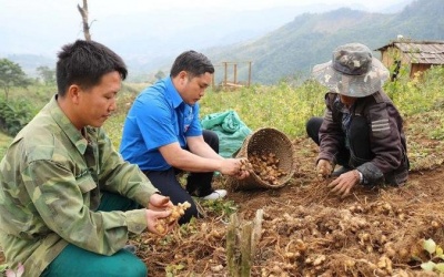 Mặn hơn muối, cay hơn gừng