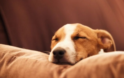 Tử vi thứ Hai (21/8/2023): Thiên Bình cần chút thời gian cho riêng mình