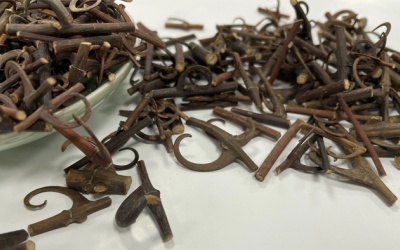 Câu đằng: Thảo dược giúp hỗ trợ tăng hiệu quả điều trị bệnh Parkinson