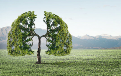 3 cách tự nhiên làm sạch phổi và tăng cường hô hấp