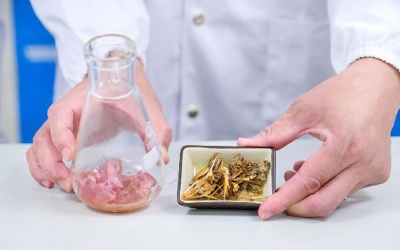 Tác dụng hứa hẹn của chitin trong hỗ trợ giảm cân