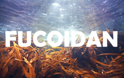 Fucoidan - món quà sức khỏe từ biển giúp tăng miễn dịch, ngừa ung thư