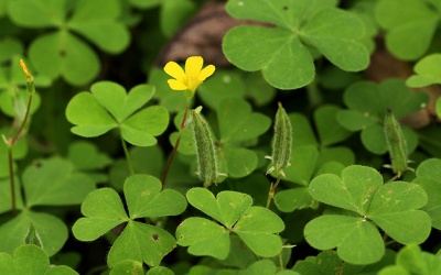 Tiềm năng của cây chua me đất hoa vàng với hệ tiêu hóa