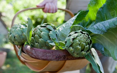 Hoa atiso: Thực phẩm dồi dào dinh dưỡng, tốt cho tiêu hóa