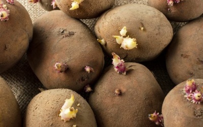 Khoai tây có 2 dấu hiệu này thì không nên ăn