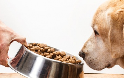 CDC Mỹ cảnh báo bùng phát nhiễm khuẩn salmonella do thức ăn thú cưng