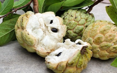 GS. Nguyễn Lân Dũng: Ăn na rất tốt cho sức khỏe