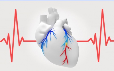 Bị thiếu máu cơ tim, nhịp tim chậm cần làm gì để cải thiện?