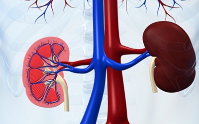 Cách cải thiện tình trạng suy giảm chức năng thận  