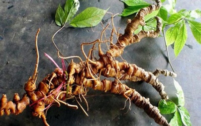 Chú trọng phát triển 'quốc bảo' sâm Ngọc Linh giúp dân thoát nghèo