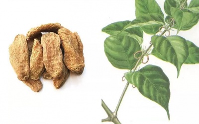 Thiên ma, câu đằng - “bộ đôi” thảo dược hỗ trợ giảm run hiệu quả