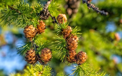 TPBVSK Ích Tâm Khang Platinum loại mới có khác biệt gì với loại cũ?