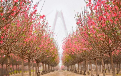 Tết Giáp Thìn 2024 chưng hoa gì để rước tài lộc và may mắn?