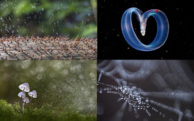 Vẻ đẹp tiềm ẩn của thế giới tự nhiên qua ảnh cận cảnh đẹp nhất năm