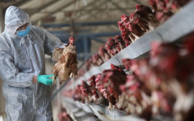 Trung Quốc ghi nhận ca tử vong vì nhiễm cùng lúc 2 chủng cúm gia cầm