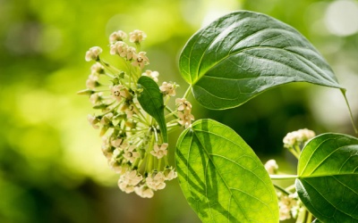 Đường huyết 8,5mmol/L uống dây thìa canh được không?