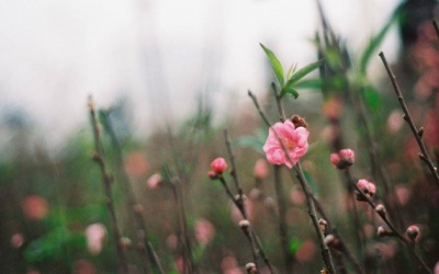 Cả nước tăng nhiệt, trời ấm lên ngày cận Tết