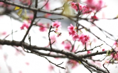 Tử vi ngày đầu khai Xuân của 12 cung hoàng đạo - thứ Năm (15/2/2024)