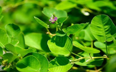 TPBVSK Kim Đởm Khang có giúp hỗ trợ bào mòn sỏi mật không?