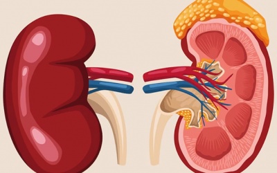 Thông tin tổng quan về suy thận độ 3 bạn cần biết