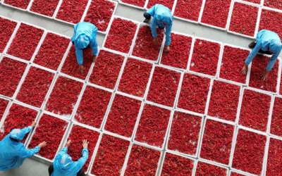 Phát hiện vị thuốc Đông y tiềm năng trong hỗ trợ điều trị ung thư ruột kết 