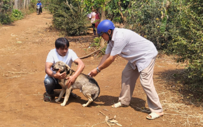 Tử vong do bệnh dại tăng đột biến, phòng bệnh ra sao?