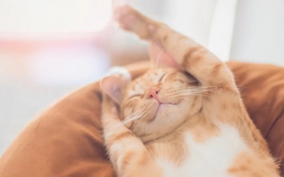 Tử vi thứ Hai (25/3/2024): Nhân Mã nên trân trọng giấc mơ của mình