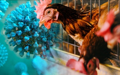 Bệnh nhân mắc cúm A (H5N1) ở Khánh Hòa tử vong, Bộ Y tế ra khuyến cáo khẩn