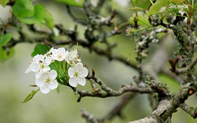 Mê mẩn ngắm hoa lê phủ trắng núi rừng vùng cao Tuyên Quang