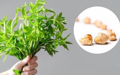 Trị sỏi mật bằng rau ngổ có an toàn không?