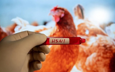 Cảnh báo nguy cơ cúm gia cầm độc lực cao H5N1