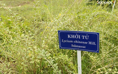 Bộ Y tế họp tháo gỡ khó khăn cho hoạt động xuất khẩu dược liệu