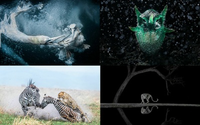 Ngắm ảnh thiên nhiên hoang dã đẹp nhất năm 2024