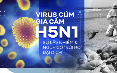 Virus cúm gia cầm H5N1, sự lây nhiễm và nguy cơ “rủi ro” đại dịch