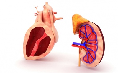 Bạn cần biết gì về mối liên hệ giữa suy tim và bệnh thận?