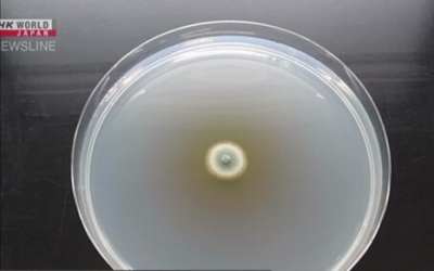 Công bố bức ảnh nấm mốc xanh tìm thấy ở nhà máy dược phẩm Kobayashi