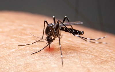 Cảnh báo số ca mắc sốt xuất huyết đang gia tăng ở Mỹ