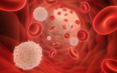 7 thực phẩm giàu dinh dưỡng giúp tăng bạch cầu, cải thiện sức đề kháng