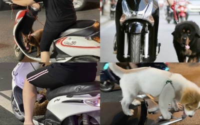 Nguy hiểm tiềm ẩn từ việc chở, dắt vật nuôi trên đường