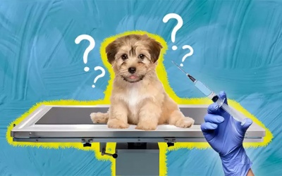 Triển vọng của liệu pháp miễn dịch trong điều trị ung thư cho chó