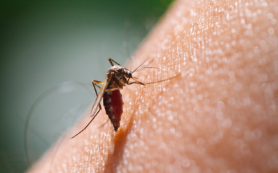 5 mẹo đơn giản giúp bạn tránh bị muỗi đốt trong mùa mưa