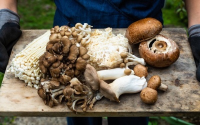 Loại nấm nào tốt nhất cho sức khoẻ?