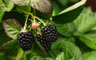 Quả mâm xôi đen – “vũ khí” ngăn ngừa viêm và nhiễm trùng