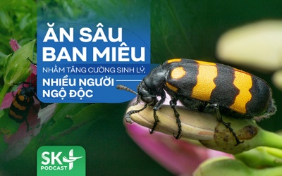 Podcast: Ăn sâu ban miêu nhằm tăng cường sinh lý, nhiều người ngộ độc